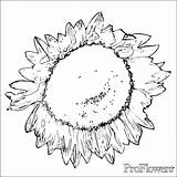 Coloring Sunflower Gogh Van Pages Sunflowers Drawing Kids Printable Books Getdrawings Library Clipart Popular sketch template