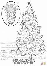 Tree Coloring Oregon Pages State Evergreen Drawing Printable Color Kids Colouring Trees Getdrawings Christmas Choose Board sketch template