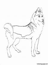 Coloring Husky Pages Siberian Printable Huskies Color Getcolorings Getdrawings Popular sketch template
