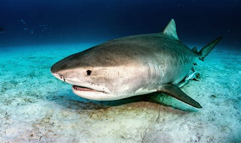 tiger shark genomes reveal  distinct populations earthcom