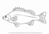 Perch Silver Draw Drawing Step Fish Drawingtutorials101 Tutorials Fishing Drawings Fishes Svg Clipart Silhouette sketch template