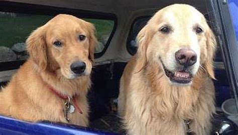 golden retriever leads owner to missing sibling mnn mother nature network