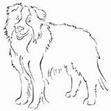 Collie Border Coloring Standing Pages Surfnetkids Drawings Designlooter 200px 66kb sketch template