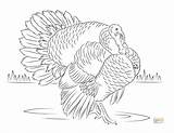 Printable Turkeys Hunting Thebalance Colouring sketch template