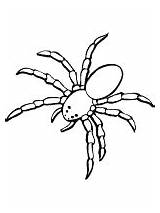 Spider Coloring Printable Pages Spiders Activities Ws Animals School sketch template