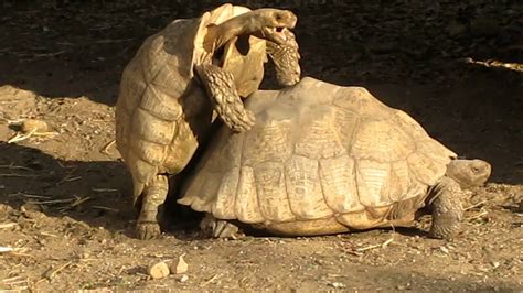 tortoises having sex youtube