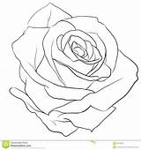 Rose Drawing Realistic Tattoo Outline Roses Drawings Simple Line Tattoos Outlines Draw Pencil Illustration Google Sketch Rosebud Flower Bud Getdrawings sketch template