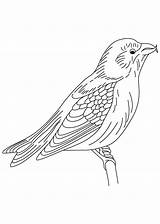 Blackbird Winged Redback Designlooter sketch template