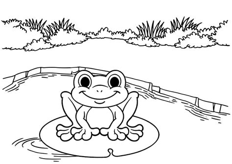 frog amphibian coloring sheet mitraland