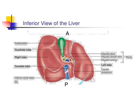 Ppt The Liver Powerpoint Presentation Free Download Id 5191228