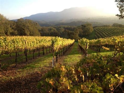glenlyon vineyards winery united states california glen ellen kazzit  wineries