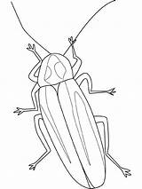 Insecten Lucciola Insekten Lucciole Luciernaga Firefly Kleurplaten Disegno Kolorowanki Robaki Iluminar Colorear Insects Bug Insetti Malvorlage Kleurplaat Ausmalbild Owady Animali sketch template