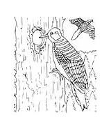 Woodpecker Wpclipart sketch template