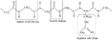typical molecular structure  polypeptide  scientific diagram