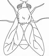 Insect sketch template