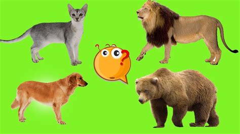 zoo wild animals wong animation  kids learn names  sound wild