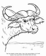 Buffalo Drawing Coloring African Animal Drawings Cape Pages Animals Line Colouring Honkingdonkey Wild Perspective Point Kids Identification Draw Activity Getdrawings sketch template