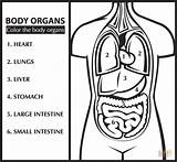 Cuerpo Umano Organi Organs Organos Humano Colorear Inglese Disegno órganos Organo Kleurplaat Colora Impara Engels Stampare Anatomia Inglés sketch template