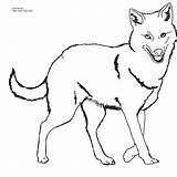 Jackal Coloring Pages Clipart Coyote Cliparts Drawing Golden Color Kids Printable Clip Animal Preschool Library Click sketch template