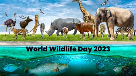 world wildlife day   wildlife  important   environment
