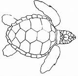 Turtle Sea Coloring Drawing Drawings Turtles Line Leatherback Draw Baby Pages Funny Outline Step Color Getdrawings Getcolorings Drawn Kids Paintingvalley sketch template