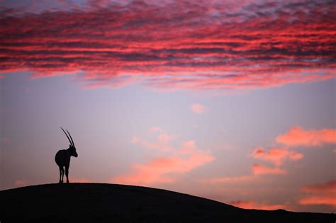arabian oryx oryx leucoryx arabian oryx arabians night skies sky celestial sunset