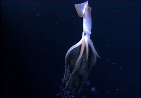 incredibly rare underwater footage   deep sea squid giving birth