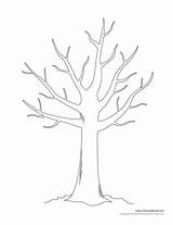 Tree Printable Coloring Leaves Bare Drawing Without Outline Trees Pages Template Templates Sketch Easy Color Print Printables Kids Drzewa Family sketch template