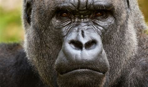 famed gorilla koko  learned sign language dies   mindfood