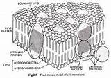 Fluid Mosaic Membrane Cell Biju Consists Lipids Protein Called Model sketch template