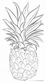 Pineapple Coloring Printable Drawing Crafts Drawings Pineapples Pencil Nature Step sketch template