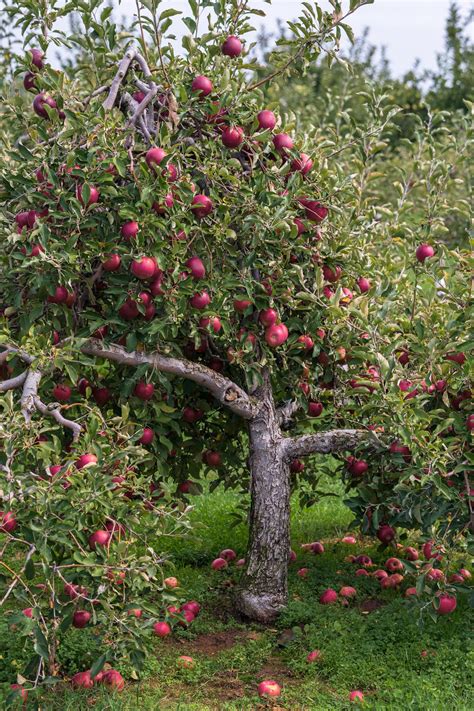 pink lady apple tree  sale buying growing guide treescom