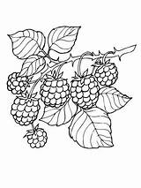 Coloring Pages Printable Sheets Colouring Blackberry Branch Adult Choose Board Brombeere Printables Embroidery Patterns Designs sketch template