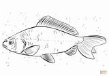 Koi Coloring Fish Carp Pages Drawing Tilapia Printable Bilder sketch template