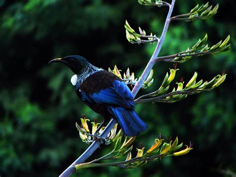 zealand blue  black bird big  beautiful beautiful birds beautiful  boutique
