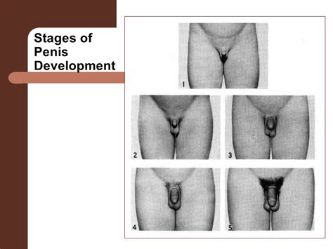 stages of penis collage porn video