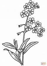 Forget Flower Drawing Coloring Pages Larkspur Flowers Line Drawings Tattoo Clipart Myosotis Sketch Tattoos Vergissmeinnicht Nots Google Wilted Transparent Minimalist sketch template