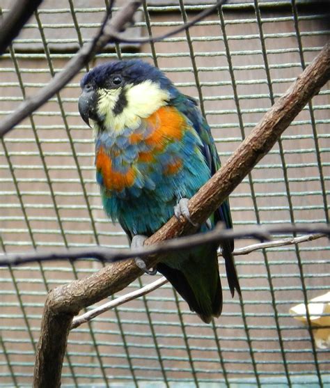 cyclopsitta gulielmitertii orange breasted fig parrot   flickr