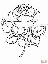 Bud Coloring Rose Pages Getcolorings Flower sketch template