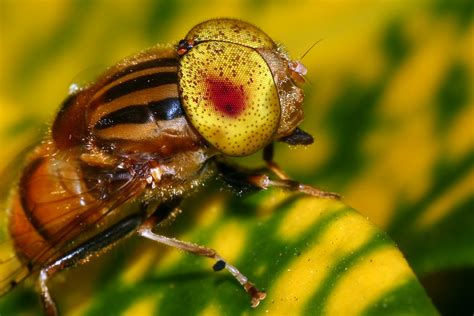 yellow eyed hoverfly  drone fly    hide  flickr
