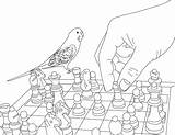 Coloring Pages Parakeet Budgie Clarabelle Drag Comments sketch template