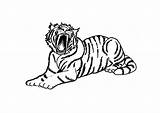 Tiger Coloring Pages Tigers Book Printable Color Uniquecoloringpages Library Large sketch template