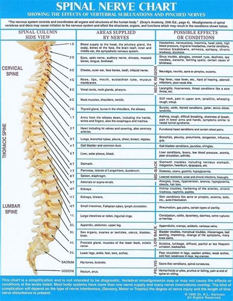 chiropractic chiropractic nerve chart