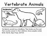 Vertebrate sketch template