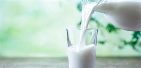 drauzio varella esclarece cinco mitos  verdades sobre  leite bol