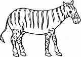 Zebras Neugieriges Outlined sketch template