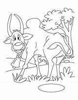 Coloring Pages Ox sketch template