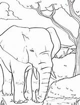 Elephant Coloring Pages African Amazing Baby Roaring Animal sketch template