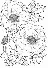 Coloring Adults Pages Flower Printable sketch template