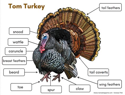 turkey life cycle learning  play